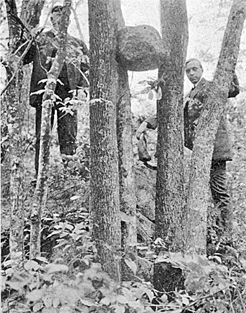 THIS BOULDER HAS BEEN 'UP A TREE' FOR SEVERAL YEARS