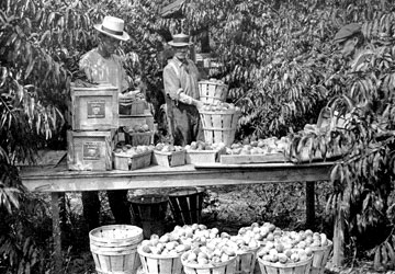 sorting peaches