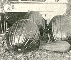 pumpkins