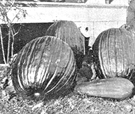 Robert Case's pumpkins